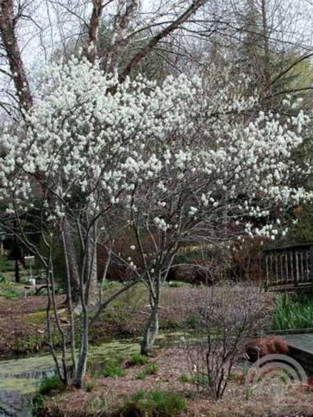 Amelanchier ballerina 6x4 Krentenboompje | Amelanchier 'Ballerina'