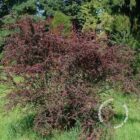 Japanse zuurbes | Berberis thunbergii 'Atropurpurea'