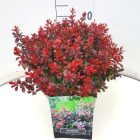 Japanse zuurbes | Berberis thunb. 'Atropurpurea Nana' (C2 20-25 CM) Japanse zuurbes | Berberis thunb. 'Atropurpurea Nana'