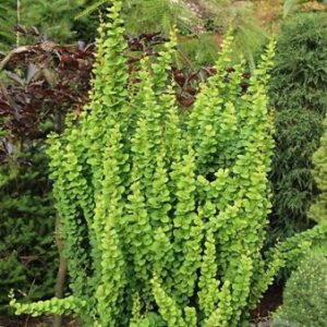 Japanse zuurbes | Berberis thunb. 'Erecta'