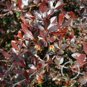 Japanse zuurbes | Berberis thunb. 'Red Chief'
