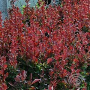 Japanse zuurbes | Berberis thunb. 'Red Rocket'