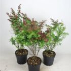 Japanse zuurbes | Berberis thunbergii 'Atropurpurea'