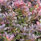 Japanse zuurbes | Berberis thunbergii 'Atropurpurea Nana'