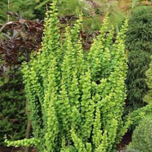 Japanse zuurbes | Berberis thunbergii 'Erecta'