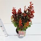 Japanse zuurbes | Berberis thunbergii 'Red Rocket'
