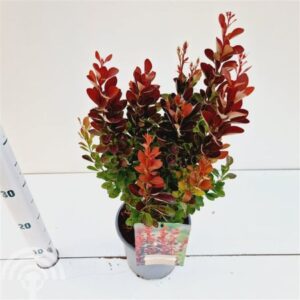 Japanse zuurbes | Berberis thunbergii 'Red Rocket'