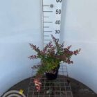 Japanse zuurbes | Berberis thunbergii 'Atropurpurea Nana'