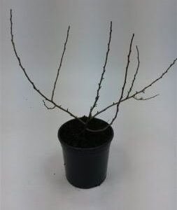 Japanse sierkwee | Chaenomeles jap. 'Sargentii'