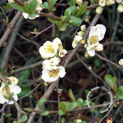Japanse sierkwee - Dwergkwee | Chaenomeles spec. 'Nivalis'