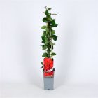 Japanse sierkwee - Dwergkwee | Chaenomeles sup. 'Texas Scarlet'