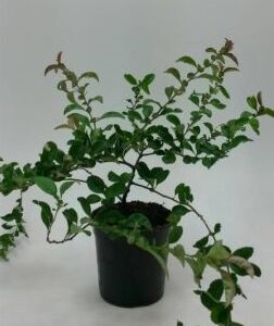 Japanse sierkwee - Dwergkwee | Chaenomeles sup. 'Texas Scarlet'