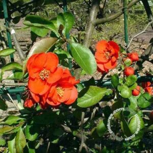 Japanse sierkwee - Dwergkwee | Chaenomeles superba 'Nicoline'