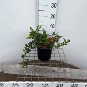 Japanse sierkwee - Dwergkwee | Chaenomeles superba 'Texas Scarlet'