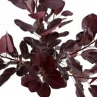 Pruikenboom | Cotinus coggygria ‘Royal Purple’ | Met kluit | Hoogte 80-100cm Pruikenboom | Cotinus coggygria 'Royal Purple'