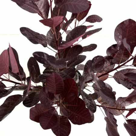 Cotinus coggygria Royal Purple met kluit 45x45 Pruikenboom | Cotinus coggygria 'Royal Purple'