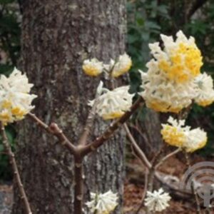 Papierstruik | Edgeworthia chrysantha 'Grandiflora'
