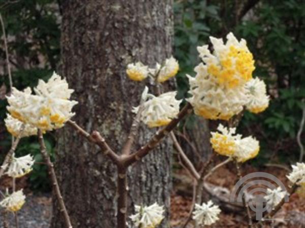 Papierstruik | Edgeworthia chrys. 'Grandiflora'
