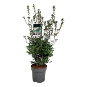 Pronkklokje | Enkianthus campanulatus