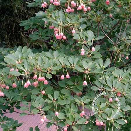 Pronkklokje | Enkianthus campanulatus