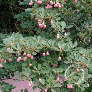 Pronkklokje | Enkianthus campanulatus