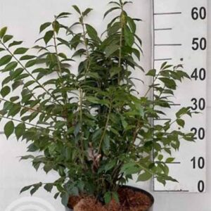 Kardinaalsmuts | Euonymus alatus