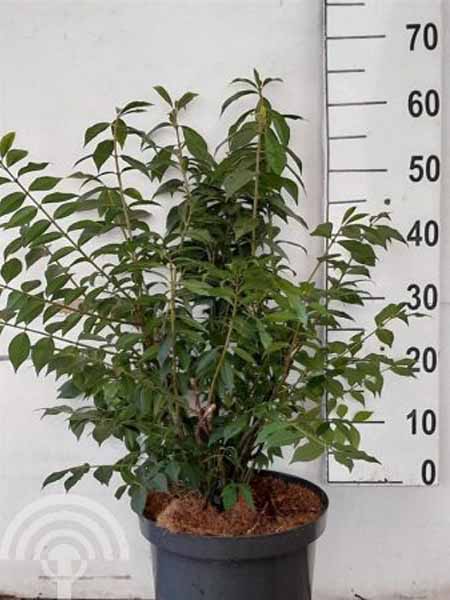 Euonymus alatus C 50-60 6x4 Kardinaalsmuts | Euonymus alatus