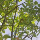 Kardinaalsmuts | Euonymus alatus | In pot 7,5L | Hoogte 50-60cm Euonymus alatus blad 6x4 1