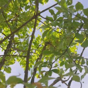 Kardinaalsmuts | Euonymus alatus | In pot 3L | Hoogte 25-30cm