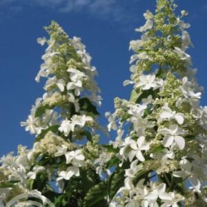 Pluimhortensia | Hydrangea pan. 'Levana'