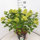 Pluimhortensia | Hydrangea pan. 'Little Lime'®