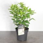 Pluimhortensia | Hydrangea pan. 'Little Lime'®