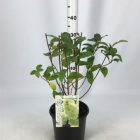 Pluimhortensia | Hydrangea pan. Magical Candle® (= 'Bokraflame')