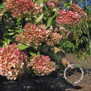 Pluimhortensia | Hydrangea paniculata