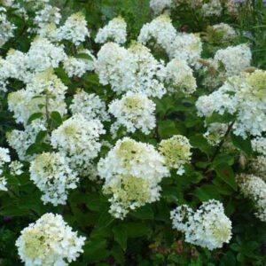 Pluimhortensia | Hydrangea paniculata 'Bombshell'