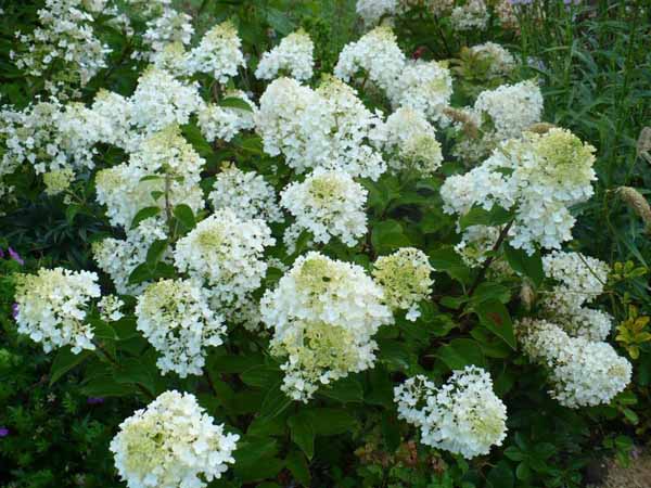 Hydrangea paniculata Bombshell 6x4 Pluimhortensia | Hydrangea paniculata 'Bombshell'