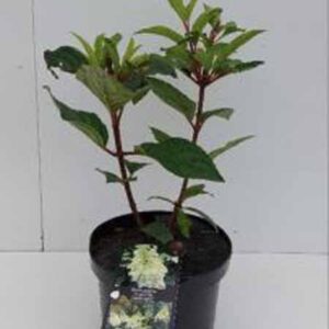 Pluimhortensia | Hydrangea paniculata 'Candlelight'