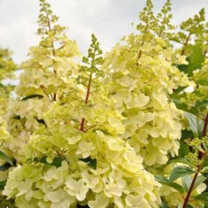 Pluimhortensia | Hydrangea paniculata 'Candlelight'