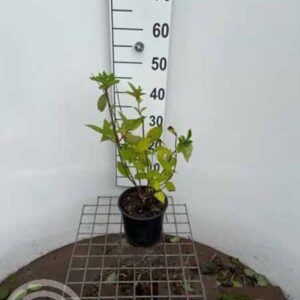 Pluimhortensia | Hydrangea paniculata 'Grandiflora'