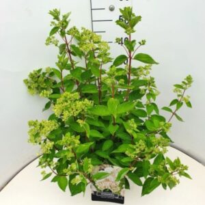 Pluimhortensia | Hydrangea paniculata 'Grandiflora'