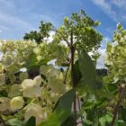 Pluimhortensia | Hydrangea paniculata 'Grandiflora'