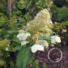 Pluimhortensia | Hydrangea paniculata ‘Kyushu’