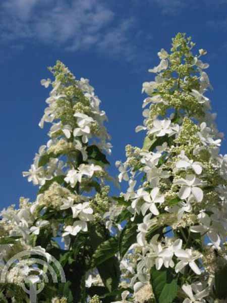 Hydrangea paniculata Levana 6x4 Pluimhortensia | Hydrangea paniculata 'Levana'