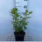 Pluimhortensia | Hydrangea paniculata ‘Limelight’