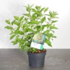 Pluimhortensia | Hydrangea paniculata 'Limelight'