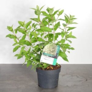 Pluimhortensia | Hydrangea paniculata 'Limelight'