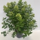 Pluimhortensia | Hydrangea paniculata 'Limelight'