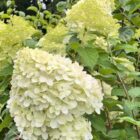 Pluimhortensia | Hydrangea paniculata 'Little Lime' | In pot 3L | Hoogte 30-40cm Pluimhortensia | Hydrangea paniculata 'Little Lime'