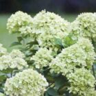Pluimhortensia | Hydrangea paniculata 'Little Lime' | In pot 3L | Hoogte 30-40cm Pluimhortensia | Hydrangea paniculata 'Little Lime'
