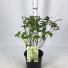 Pluimhortensia | Hydrangea paniculata 'Magical Candle' | In pot 2L Pluimhortensia | Hydrangea paniculata 'Magical Candle'
